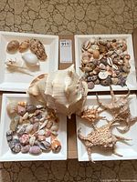 Overview of collection showing four trays filled with various seashells including two large spiked shells and one very large conch shell