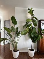 Full view of both plants side by side against white wall, showing overall height and planters