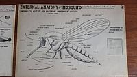 Print showing external anatomy of Anopheles mosquito with labeled parts in detailed line drawing style.