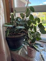 Large plant with broad green leaves in a dark ornate plastic pot on a windowsill.