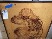 Full view of skeleton diagram under glass in wooden frame