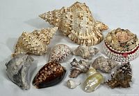 All seashells and small decorated jewelry box arranged on table, showing size and variety of shells
