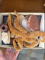Top view of a box containing a large orange dried starfish and several scallop and other shells in multiple colors including pink, white, and brown.