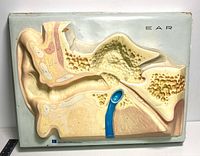 Front view of 3D anatomical ear model showing detailed inner ear structures with foam layers and plastic parts in pastel colors