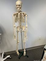 Full-view off-white plastic skeleton model on green metal tripod stand against wall