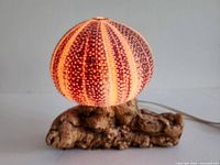 Close-up of the sea urchin lamp illuminated from within, showing the glowing shell and driftwood base.