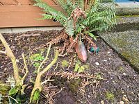 Metal fish yard sculpture partially obscured by plants and on soil, showing weathered and dirty condition.