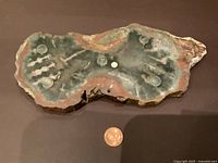 Top view of the polished fossilized wood slab with a coin for scale.