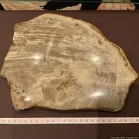 Top view of the polished fossilized wood slab showing surface texture and color variations with a measuring tape indicating size.