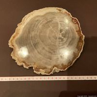 Top-down photo of polished fossilized wood slab with visible wood rings and natural edges, placed on a flat dark surface with measuring tape showing length approx 32cm.