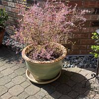 Full view of garden planter with plant placed outdoors on paved ground against brick wall, showing size and overall appearance.