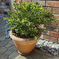 Full view of the terracotta planter with the boxwood plant, showing the planter's texture and plant foliage