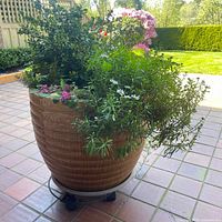 Front angle showing large brown glazed flower pot with dense green leafy plants and some flowers, on tile floor outdoors.