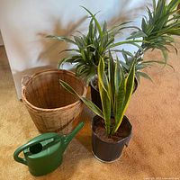 Photo showing snake plant, two green potted plants, wicker basket and green watering can on beige carpet.