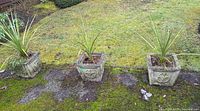 Three square cement planters arranged outdoors on grass, each containing a leafy green plant with long narrow leaves.
