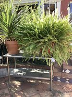 Metal side table with fern and yucca plant placed outside