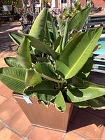 Top and side view of a large leafy green home plant in a tall brown plastic planter on a tiled patio area.