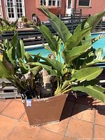 Photo of large plant with broad green leaves in brown plastic planter, placed on tiled outdoor floor near pool and red building.