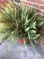Large fern plant in red planter next to brick wall on concrete floor