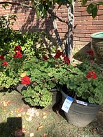 Photo of three dark plastic planters placed on the ground outdoors with red-flowered geranium plants inside, surrounded by garden mulch and a nearby tree trunk and brick wall.