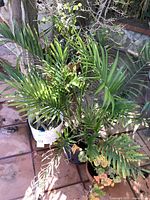 Four potted green plants placed on tiled ground outdoors