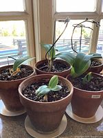 Five terra-cotta pots containing orchid plants at various growth stages placed indoors near windows.