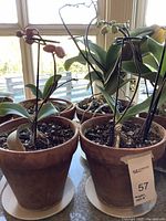 Seven terracotta pots with orchids and one blue ceramic pot with a small plant placed on a table by a window, showing the condition and variety of the plants and pots.