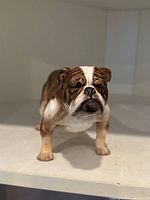 Front view of the bulldog figurine showing facial features