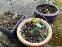 Photo showing all three planter pots on concrete ground with some plants and moss visible. The round terracotta pot has chipped edges with soil and small plants, the black square pot is partly visible with dry soil, and the large dark round pot features a yellow frog decoration inside.