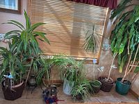 Multiple potted foliage plants and decorative items arranged on floor by window