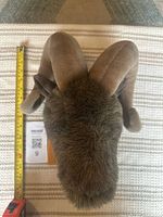 Top view photo showing the curled brown fabric horns and fur texture of the plush big horn sheep head with measuring tape showing length approximately 14 inches.