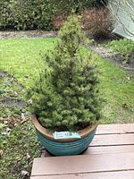 Medium turquoise ceramic planter with small spruce tree outdoors on wooden steps and grass.