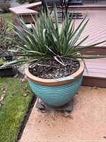 Photo showing front angle of large ceramic planter with turquoise ribs, terracotta rim, planted with yucca plant, placed on a rolling rack outdoors on patio.