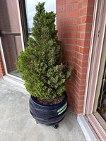 Side view of the potted conical evergreen tree on a balcony next to a brick wall.