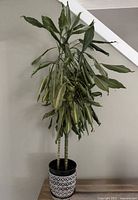 Full view of dracaena fragrans in pot on table