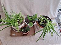 Four living potted plants displayed on cardboard base against a fabric background, showing Aloe Vera, Snake Plant, and a small succulent.