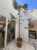 Full view of tall Norfolk Pine tree with horizontal branches and needle-like green leaves, standing in terracotta planter placed on tiled floor outdoors.