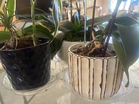 Side view of two orchids in black honeycomb and white striped pots showing leaves and soil condition.