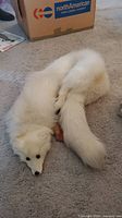 Full view of the white arctic fox fur stole laid out on carpet showing full body and tail.