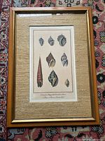 Full view of framed print showing nine different shell illustrations with a textured beige mat and gold-tone wooden frame.