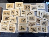 Overview of about 28 loose woodcut engraving pages laid out on a table showing various animal illustrations with age toning and wear edges.