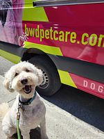 White curly-coated dog on leash standing in front of pink and yellow BWD Petcare van