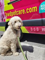 Branded bwdpetcare.com vehicle and seated curly-haired dog
