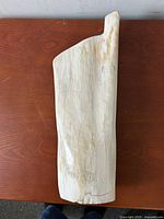 Front view of specimen laid flat on wood surface