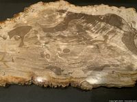 Top view of large fossilized wood slab with polished surface and natural edges.