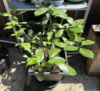Calamansi lime plant with many green leaves in black plastic pot placed on patio floor, under natural light.