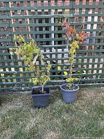Two small potted Japanese maple trees placed outdoors on grass in front of a green lattice fence.