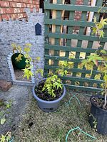 Two potted Japanese Maple trees outdoors, one in grey pot and one in black pot, showing healthy green leaves and size.