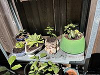 Five potted jade and succulent plants on a metal shelf against a wooden fence. Various ceramic pots including green matte finish, beige animal shape, white pedestal, and two blue-and-white ornate pots.