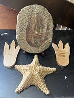 All items arranged on flat surface showing fossil, starfish, and both wooden track makers